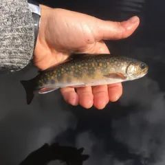 Brook Trout thumbnail 2