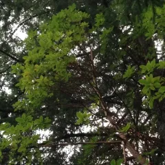 Pacific madrone thumbnail 4