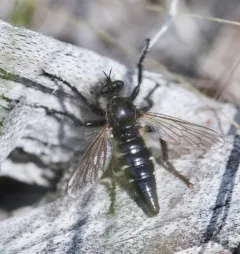 Cyrtopogon willistoni thumbnail 3