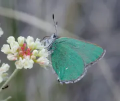 Western Green Hairstreak thumbnail 1