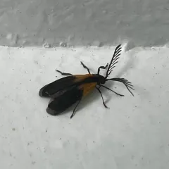 Terminal Net-winged Beetle thumbnail 2