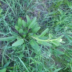 prairie Indian plantain thumbnail 4