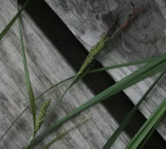 Emory's sedge thumbnail 2
