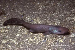 Brown Catshark thumbnail 3