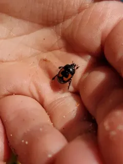 Spilodiscus arcuatus thumbnail 3