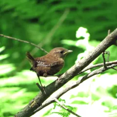 Winter Wren thumbnail 2