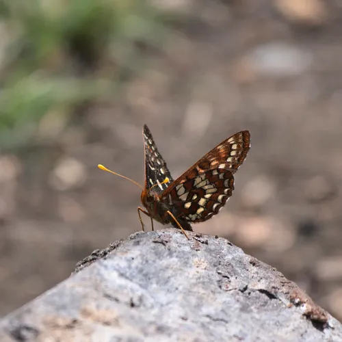 Snowberry Checkerspot