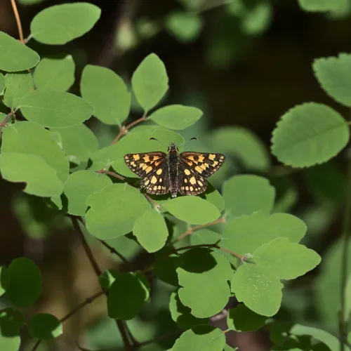 Western Arctic Skipper