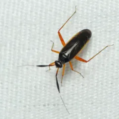 Garganus fusiformis thumbnail 4