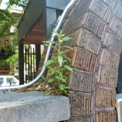 Pennsylvania pellitory thumbnail 2