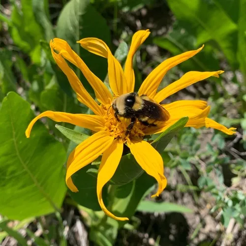 White-shouldered Bumble Bee