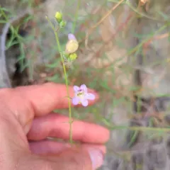 Riggins Penstemon thumbnail 2