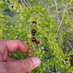 desert gooseberry thumbnail 1