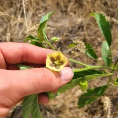 long-leaved groundcherry thumbnail 3