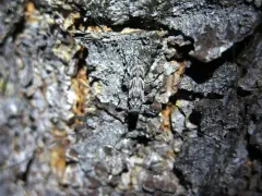 Acanthocinus obliquus thumbnail 3