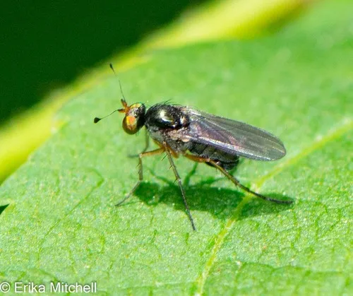 Gymnopternus nigribarbus