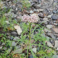 narrowleaf milkweed thumbnail 3
