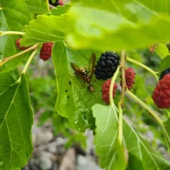 Brown Wasp Mantidfly thumbnail 3
