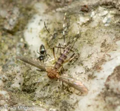 Woodland Pool Mosquito thumbnail 2