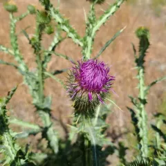 cotton thistle thumbnail 2