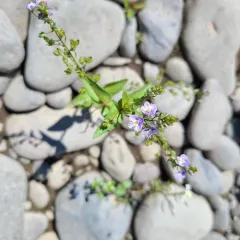 blue water-speedwell thumbnail 4