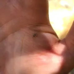 Salticus peckhamae thumbnail 1