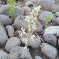 field fluffweed thumbnail 3
