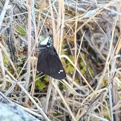 Common Sootywing thumbnail 4