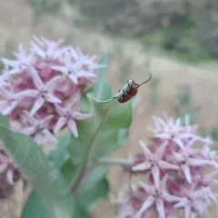 Red-femured Milkweed Borer thumbnail 4