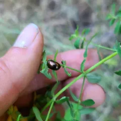 Saint John's Wort Beetle thumbnail 4