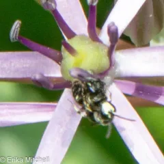 Annulate Masked Bee thumbnail 2