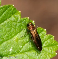 Agrilus ribesi thumbnail 3