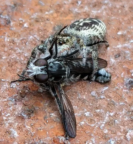 Cyrtopogon infuscatus