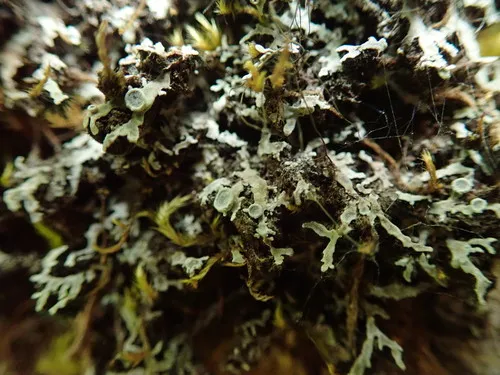 Fancy Frost Lichen