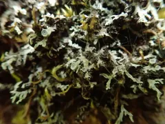 Fancy Frost Lichen thumbnail 1