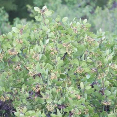 greenleaf manzanita thumbnail 3