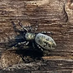Hart's Jumping Spider thumbnail 2