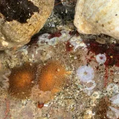 Hairy Horned Dorid thumbnail 1