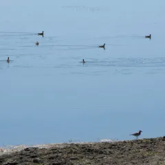 Wilson's Phalarope thumbnail 3
