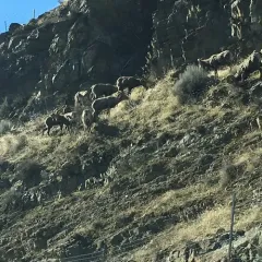 Bighorn Sheep thumbnail 3