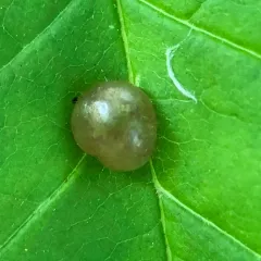 ash bullet gall midge thumbnail 3