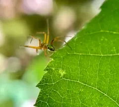 Metallic Crab Spider thumbnail 3