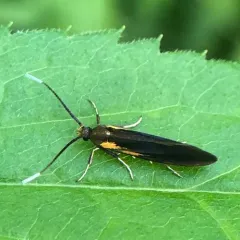 Newman's Mathildana Moth thumbnail 2