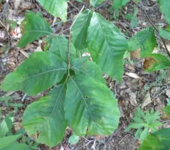 Beech leaf-mining weevil thumbnail 2