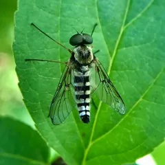 Ornate Snipe Fly thumbnail 3
