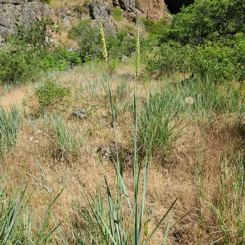 Great Basin Wildrye