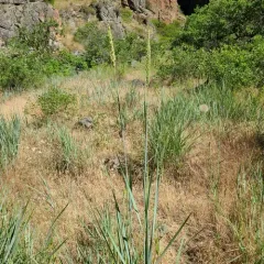 Great Basin Wildrye thumbnail 1