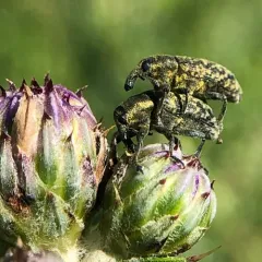 Canada Thistle Bud Weevil thumbnail 4