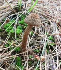 greenfoot fibrecap thumbnail 2