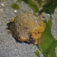 Monterey Dorid thumbnail 2